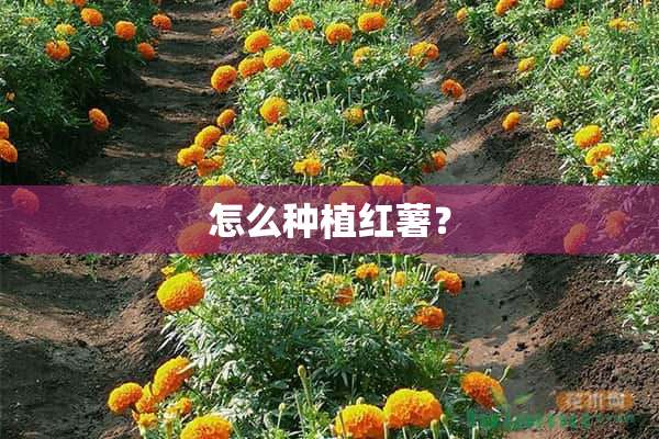 怎么种植红薯？