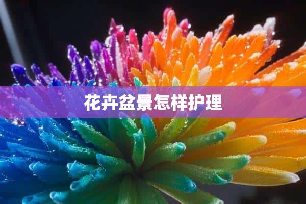 花卉盆景怎样护理