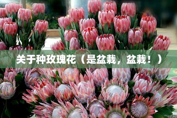 关于种玫瑰花（是盆栽，盆栽！）