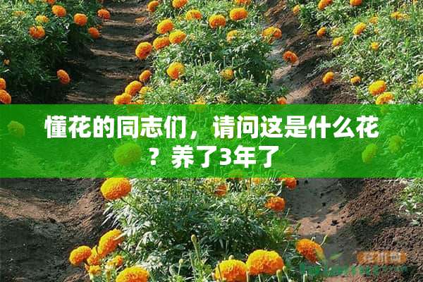 懂花的同志们，请问这是什么花？养了3年了