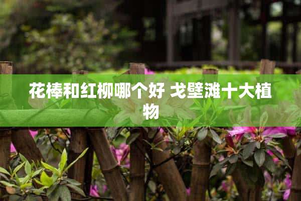 花棒和红柳哪个好 戈壁滩十大植物