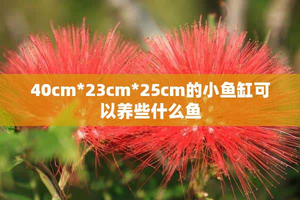 40cm*23cm*25cm的小鱼缸可以养些什么鱼