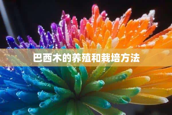 巴西木的养殖和栽培方法