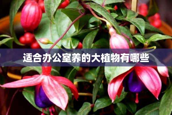 适合办公室养的大植物有哪些