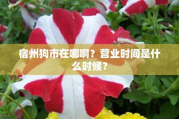 宿州狗市在哪啊？营业时间是什么时候？