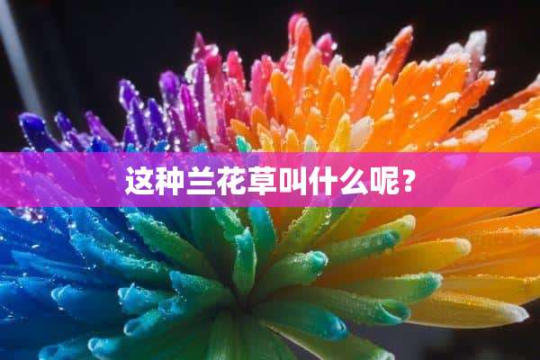 这种兰花草叫什么呢？