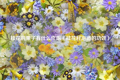 桂花的果子有什么作用（桂花籽泡酒的功效） 花卉