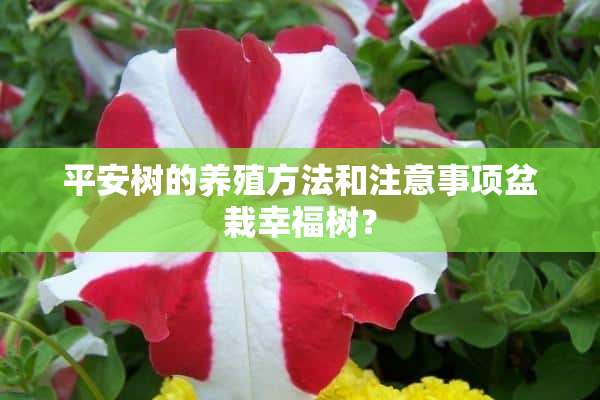 平安树的养殖方法和注意事项盆栽幸福树？