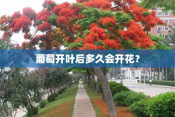 葡萄开叶后多久会开花？