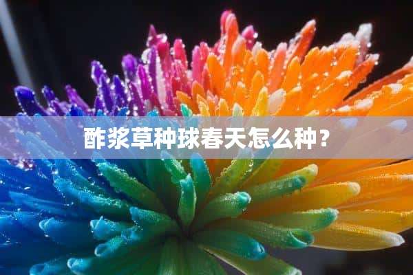 酢浆草种球春天怎么种？