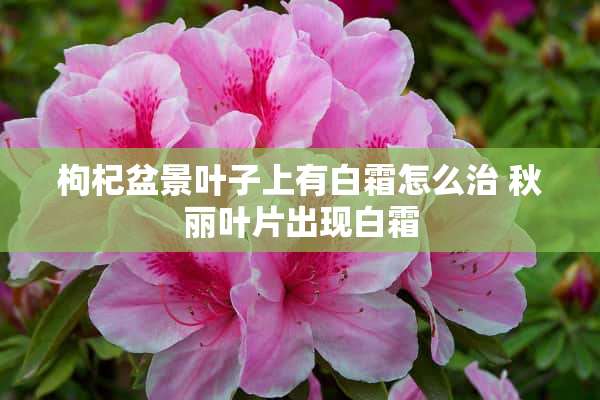 枸杞盆景叶子上有白霜怎么治 秋丽叶片出现白霜