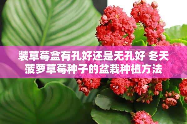 装草莓盒有孔好还是无孔好 冬天菠萝草莓种子的盆栽种植方法