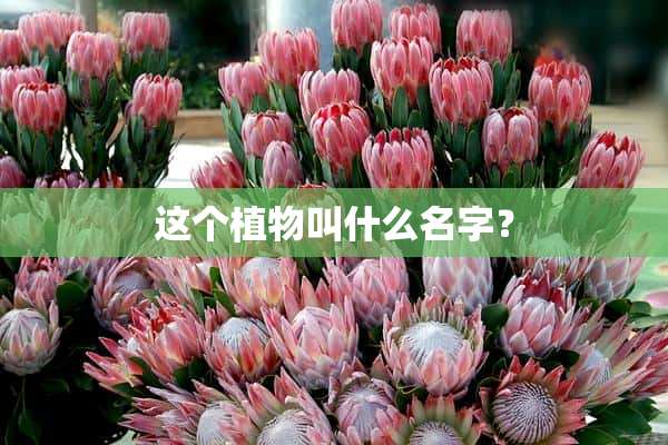 这个植物叫什么名字？