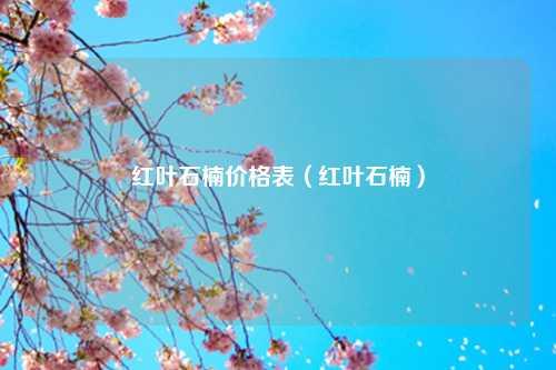 红叶石楠价格表（红叶石楠） 花卉