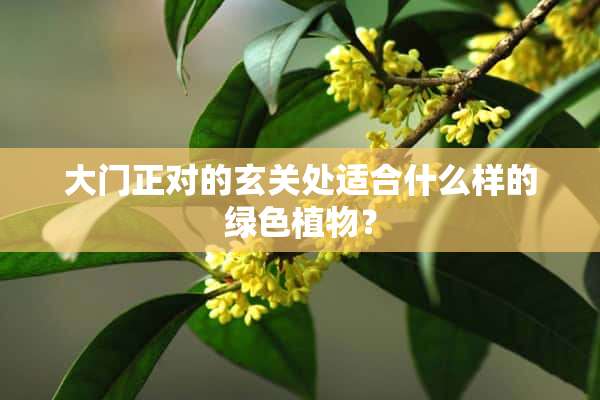 大门正对的玄关处适合什么样的绿色植物？