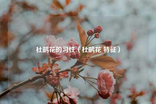 杜鹃花的习性（杜鹃花 特征） 花卉