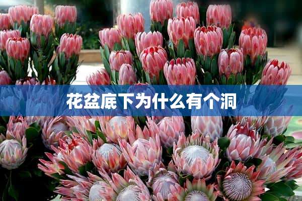 花盆底下为什么有个洞