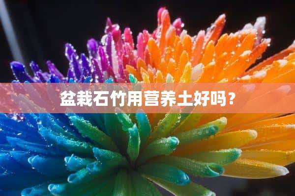 盆栽石竹用营养土好吗？