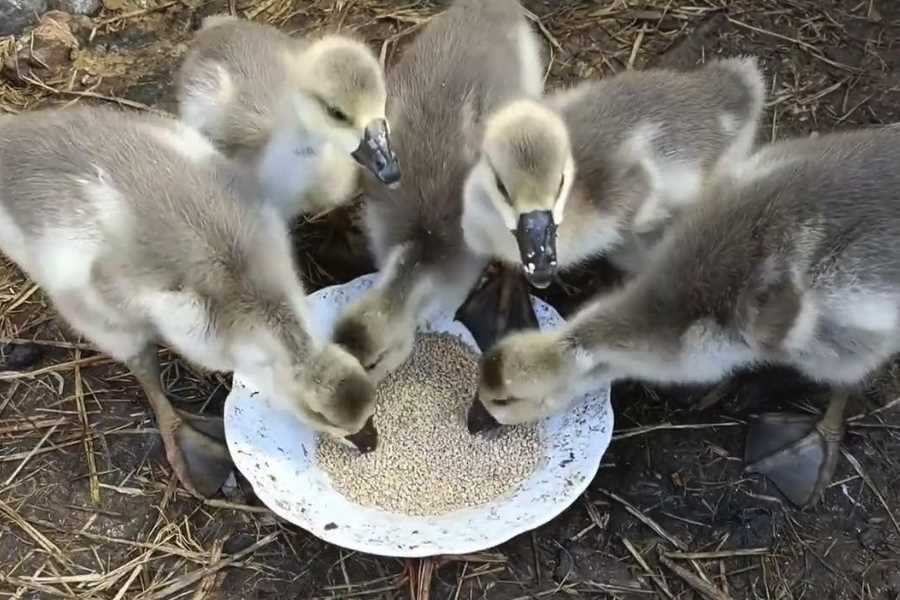 鹅饲料中青绿饲料占比控制在多少最好?