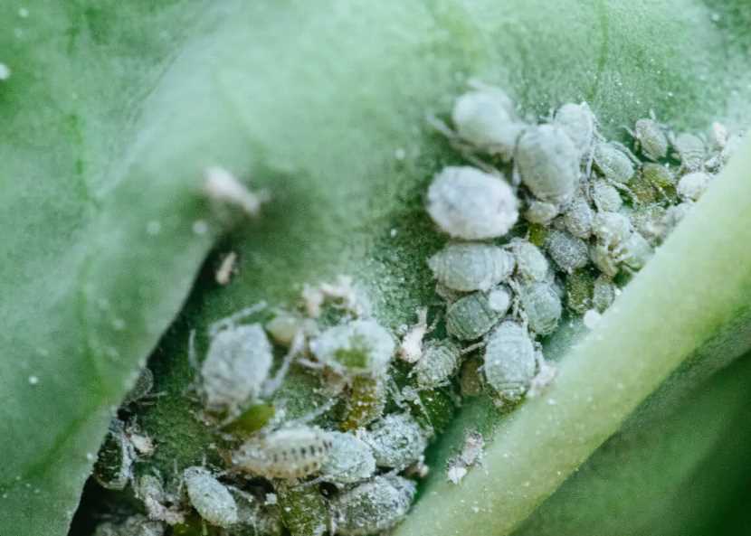 宝铎草出现蚜虫应该怎么进行消灭?