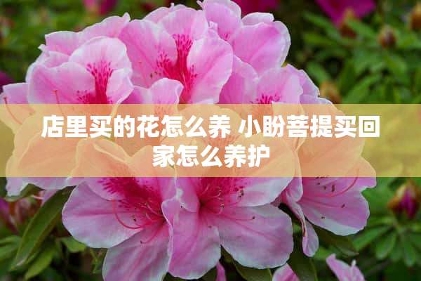 店里买的花怎么养 小盼菩提买回家怎么养护