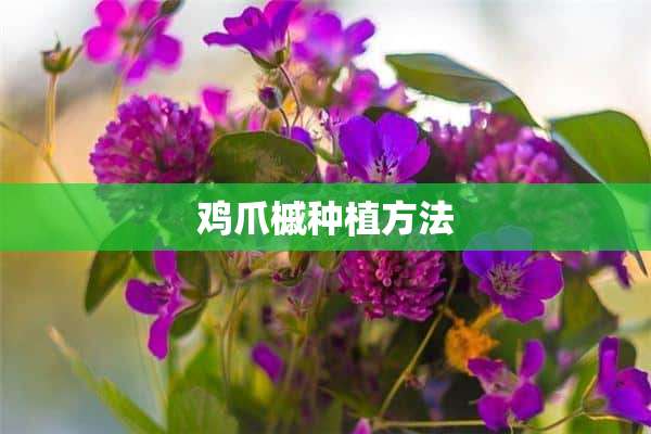 鸡爪槭种植方法