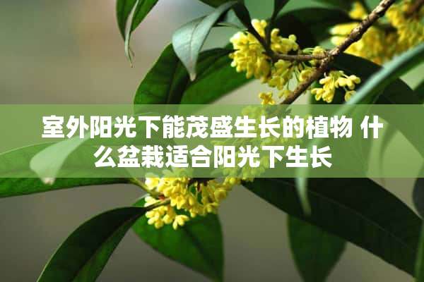 室外阳光下能茂盛生长的植物 什么盆栽适合阳光下生长