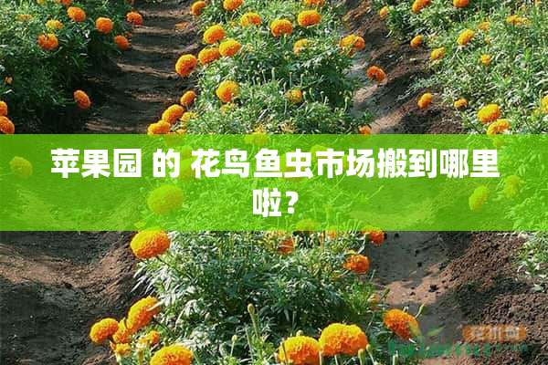 苹果园 的 花鸟鱼虫市场搬到哪里啦？