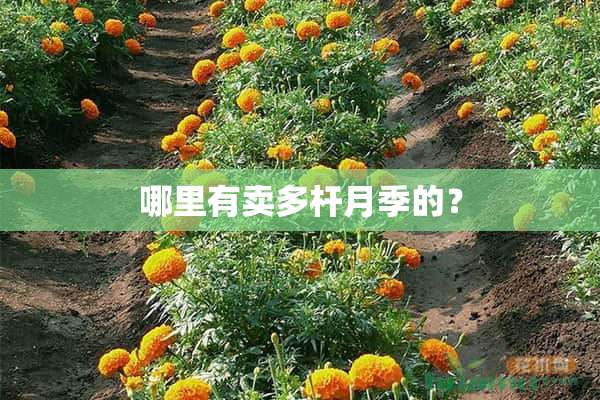 哪里有卖多杆月季的？