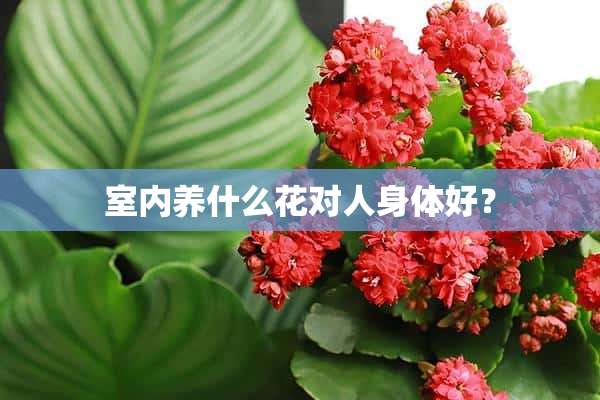 室内养什么花对人身体好？