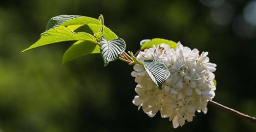 绣球花在夏季怎么养护？教你几招轻松开花