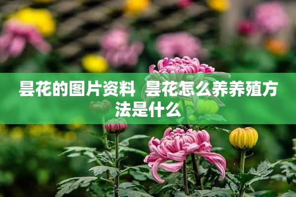 昙花的图片资料  昙花怎么养养殖方法是什么