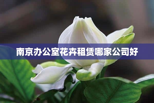 南京办公室花卉租赁哪家公司好