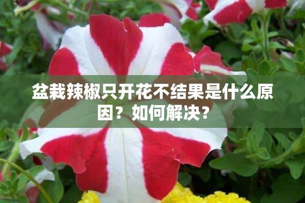 盆栽辣椒只开花不结果是什么原因？如何解决？