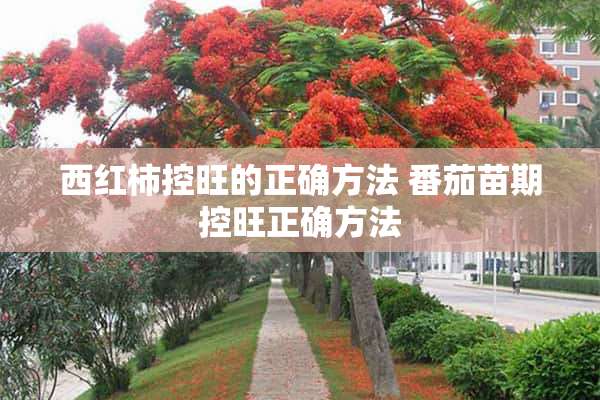 西红柿控旺的正确方法 番茄苗期控旺正确方法