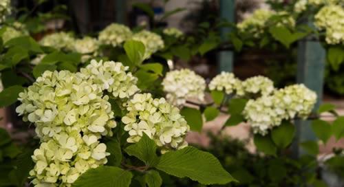 绣球花在夏季怎么养护？教你几招轻松开花