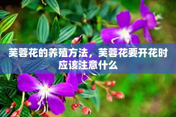 芙蓉花的养殖方法，芙蓉花要开花时应该注意什么