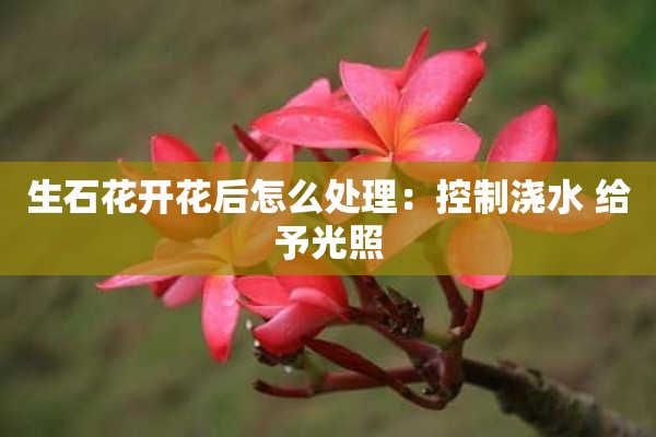 生石花开花后怎么处理：控制浇水 给予光照