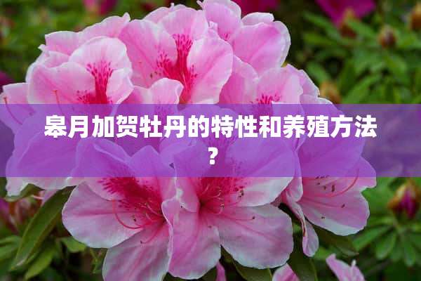 皋月加贺牡丹的特性和养殖方法？