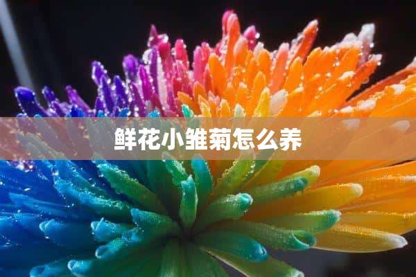 鲜花小雏菊怎么养