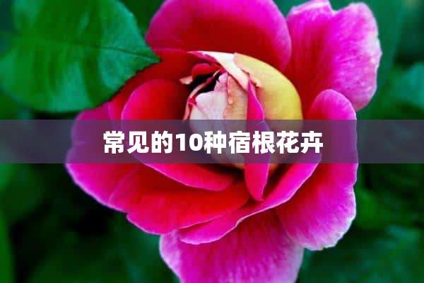 常见的10种宿根花卉