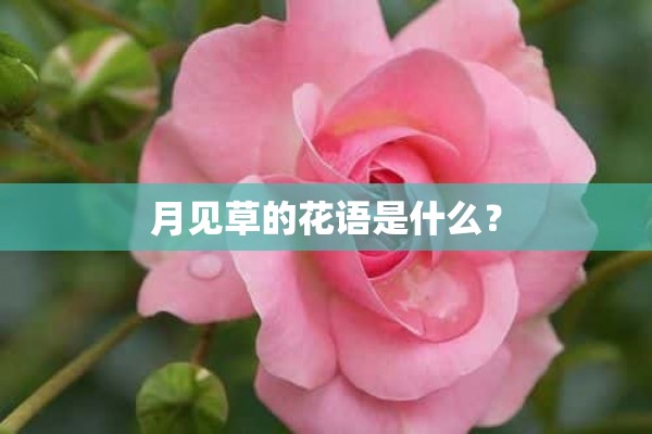 月见草的花语是什么？