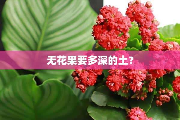 无花果要多深的土？