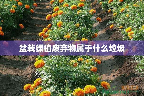 盆栽绿植废弃物属于什么垃圾