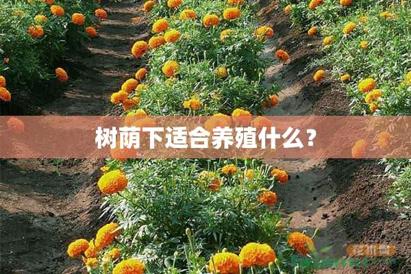 树荫下适合养殖什么？