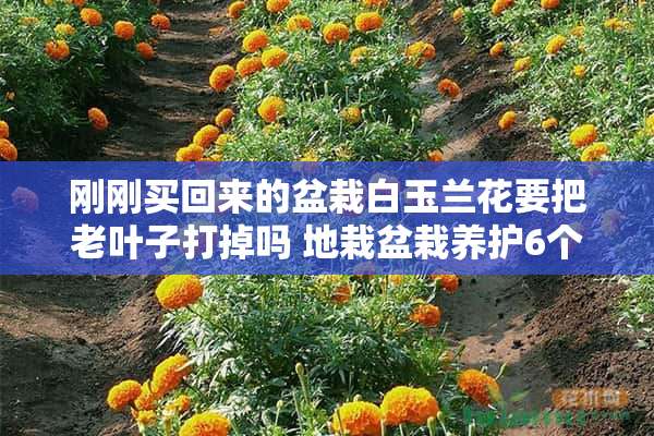 刚刚买回来的盆栽白玉兰花要把老叶子打掉吗 地栽盆栽养护6个关键，刚买的月季怎么处理