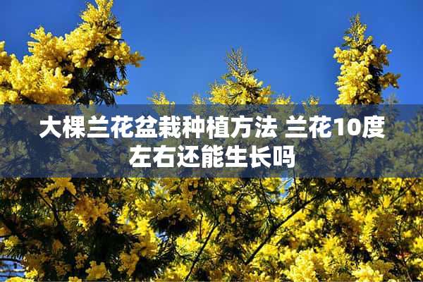 大棵兰花盆栽种植方法 兰花10度左右还能生长吗