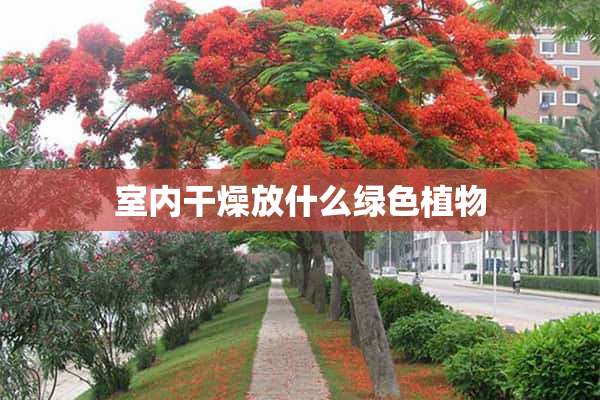 室内干燥放什么绿色植物