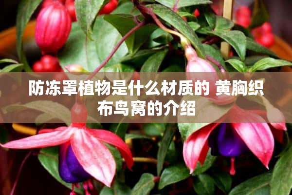 防冻罩植物是什么材质的 黄胸织布鸟窝的介绍