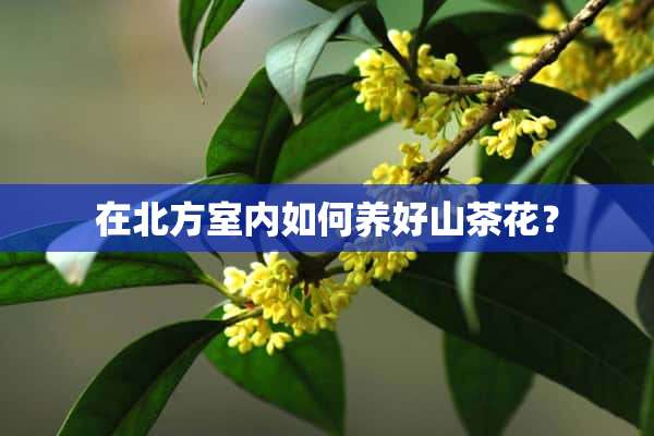 在北方室内如何养好山茶花？